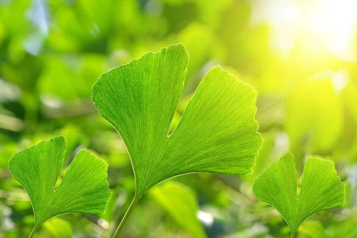 Nahrungsergänzung im Blick: Ginkgo